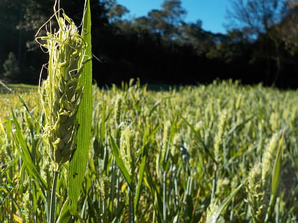 cornfield, field, wheat, plant, growth, nature, agriculture, green color, focus on foreground, crop, land, beauty in nature, close-up, no people, cereal plant, day, rural scene, tranquility, landscape, farm, sunlight, grass, outdoors, 4K, CC0, public domain, royalty free
