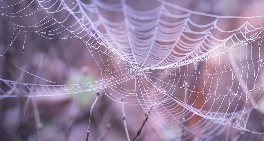 blanc, teranyina, bosc, durant el dia, borrós, primer pla, rosada, Halloween, macro, patró, seda, trampa, web, fragilitat, vulnerabilitat, centrar-se en primer pla, cap gent, naturalesa, complexitat, enfocament selectiu, dia, patró natural, a l'aire lliure, temes d'animals, bellesa a la natura, tirar, marc complet, humit, planta, concèntric, porpra, 5K