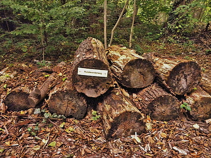 tree trunks, directory, nature, ailing, signpost, shield, hiking, go for a walk, forest, tree, land, plant, wood - material, day, no people, log, leaf, plant part, timber, deforestation, tranquility, wood, field, outdoors, woodland, tree trunk, trunk, leaves, 4K, CC0, public domain, royalty free