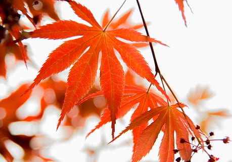 leaf, red leaves, maple, plant, beauty in nature, autumn, close-up, plant part, growth, change, no people, red, day, orange color, focus on foreground, nature, tree, branch, selective focus, maple leaf, fragility, leaves, outdoors, maple tree, orange, natural condition, fall, 4K, CC0, public domain, royalty free
