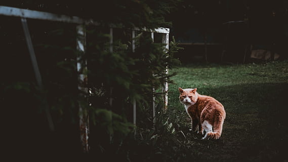 coklat, putih, kucing, kedudukan, hijau, Padang rumput, selektif, fotografi fokus, Jeruk, pagar, membelai, pemarah, kucing pemarah, taman, mamalia, hewan, tema binatang, satu binatang, bertulang belakang, hewan peliharaan, binatang lokal, lokal, alam, menanam, rubah, tidak ada orang, hari, potret, melihat kamera, tanah, kucing rumahan, satwa liar hewan, binatang di alam liar, 4K, CC0, domain publik, bebas royalti