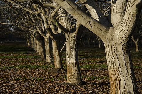 orchard, trees, walnut, nuts, nature, farm, autumn, outdoors, leaves, row, harvest, country, tree, leaf, forest, season, plant, tree trunk, trunk, no people, plant part, land, growth, field, branch, bare tree, day, tranquility, beauty in nature, landscape, root, treelined, 4K, CC0, public domain, royalty free