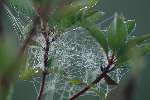 web, guazzabuglio, ragno, gocce, rugiada, cespuglio, natura, trappola, insetto, nessuno, pianta, avvicinamento, ramo, foglia, fragilità, ragnatela, vulnerabilità, parte vegetale, crescita, concentrarsi sulle conoscenze acquisite, bellezza nella natura, complessità, giorno, all'aperto, modello naturale, messa a fuoco selettiva, colore verde, modello, le foglie, 2K, CC0, dominio pubblico, privo di copyright