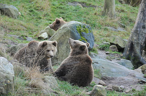 dos osos pardos, oso, cachorros, bosque, animales, naturaleza, cachorros de oso, mundo animal, fauna animal, animal, hierba, animales en la naturaleza, al aire libre, día, grupo de animales, mamífero, temas de animales, planta, vertebrado, tres animales, tierra, campo, nadie, roca - objeto, animal joven, familia de animales, zoo, 4K, CC0, dominio público, libre de derechos