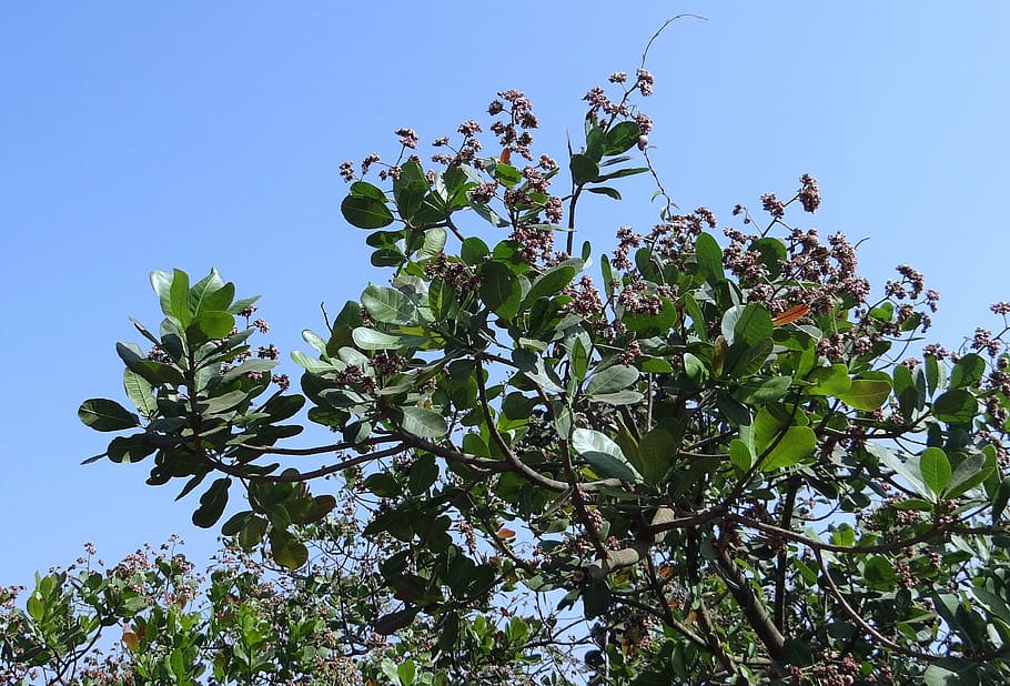 Trees, Cashew, Nuts, Branches, Greenery, cashew, nuts, leaves, leafy, stems, flora, flowers, blossoms, blooming, fruiting, blue, sky, sky background, nature, gardens, gardening, edible, foods, vegetarian, healthy, delicious, seeds, protein, snacks, leaf, no people, plant, outdoors, clear sky, growth, beauty in nature, tree, flower, low angle view, flowering plant, freshness, plant part, green color, day, fragility, branch, vulnerability, spring, 2K