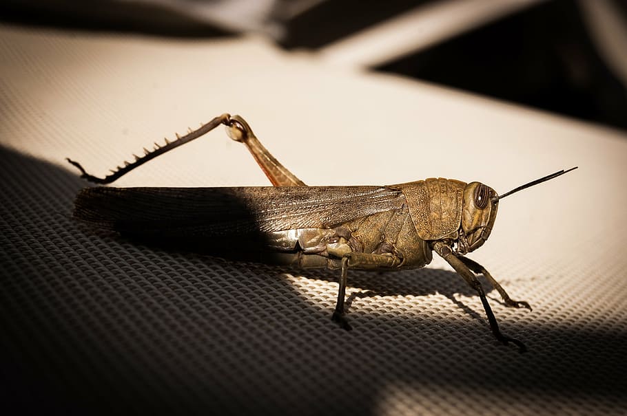 Heuschrecke, Kricket, Insekt, Tier, Natur, Tierwelt, Nahansicht, Tierantenne, wirbellos, Makro, Tierthemen, ein Tier, Tiere in freier Wildbahn, Tierkörperteil, keine Leute, drinnen, selektiver Fokus, Zoologie, extreme Nahaufnahme, Schatten, 2K