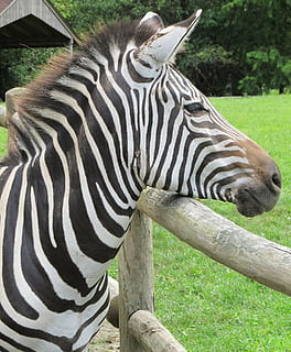 tæt på, Foto, zebra, leder, hoved, stående, natur, dyreliv, pattedyr, stribet, design, portræt, hest, udendørs, mønster, hegn, struktur, indelukke, et dyr, dyr i naturen, dyre temaer, græs, dag, dyr, hvirveldyr, Mark, dyr markeringer, ingen mennesker, safari, plante, jord, dyr hoved, planteædende, Zoo, 1080P, CC0, offentligt domæne, royaltyfrie