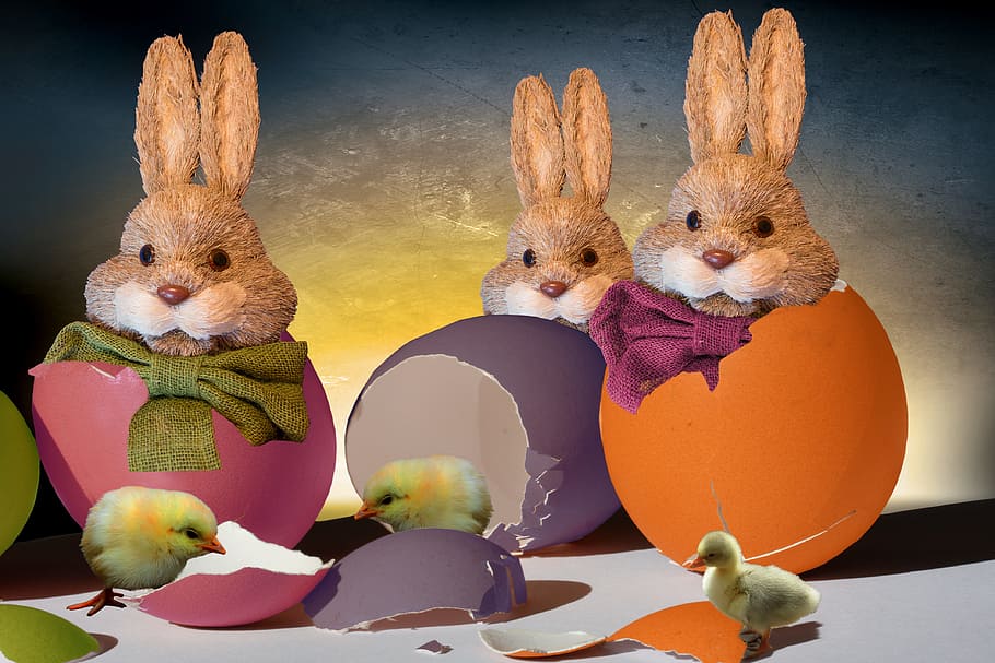 tres, ous de Pasqua, conills, Pasqua, conill de Pasqua, conill, pollets, targeta de felicitació, salutació de pasqua, postal, bucle, Feliç Pasqua, representació animal, animal, cap gent, conill - animal, representació, a l'interior, celebració, temes d'animals, ou, menjar, festa, ou de Pasqua, mamífer, menjar i beguda, joguina, joguina de peluix, art i artesania, 4K
