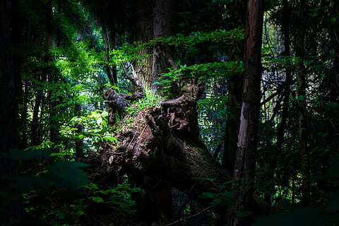 arbre forestal, bosc, registre, naturalesa, arbres, llum solar, boscos, arbre vell, arrels d’arbres, paisatge, místic, arbre, planta, creixement, terra, tranquil·litat, bellesa a la natura, color verd, tronc de l'arbre, tronc, fullatge, exuberant fullatge, cap gent, escena tranquil·la, a l'aire lliure, escenics - natura, dia, escena no urbana, selva tropical, 5K, CC0, domini públic, lliure de regalies