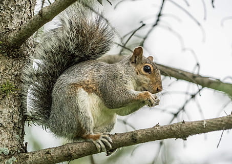 esquirol, nou, menjar, urpes, animal, naturalesa, esponjós, pell, mamífer, salvatge, marró, vida salvatge, pelut, parc, bonic, a l'aire lliure, cua, tancar, divertit, un animal, fauna animal, temes d'animals, rosegador, animals a la natura, arbre, branca, vertebrats, cap gent, dia, planta, centrar-se en primer pla, primer pla, vista lateral, 5K, CC0, domini públic, lliure de regalies