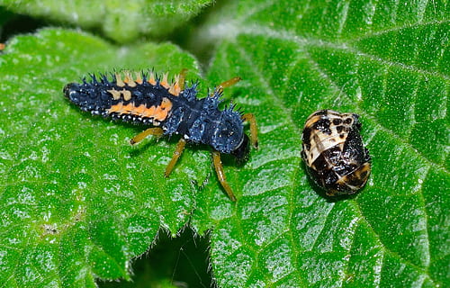 coccinella, larva, Harmonia, temi animali, un animale, animali allo stato selvatico, fauna selvatica, foglia, insetto, animale, invertebrato, parte vegetale, natura, colore verde, avvicinamento, nessuno, pianta, giorno, colore nero, all'aperto, bruco, 1080P, CC0, dominio pubblico, privo di copyright