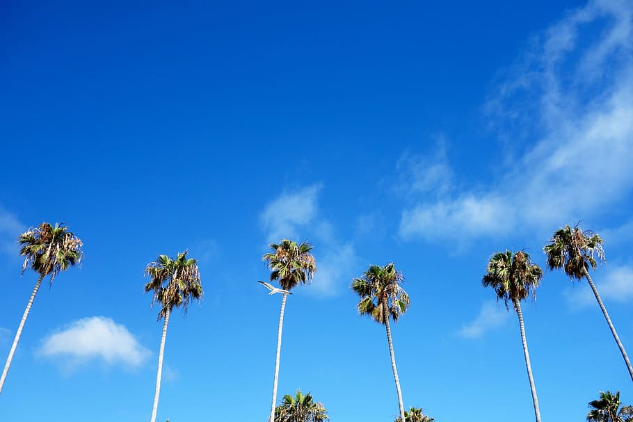 trova, palme, palme verdi, cielo, blu, albero, Palma, uccello, clima tropicale, pianta, nuvola - cielo, natura, Inquadratura dal basso, bellezza nella natura, giorno, alto - alto, nessuno, all'aperto, crescita, tronco d'albero, palma da cocco, tronco, ambiente, scenics - natura, vento, albero tropicale, direttamente sotto, 5K