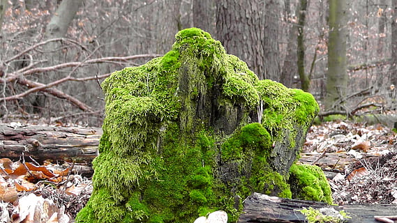 verd, molsa, monstre de l'arbre, bemoost, bosc, arbre, registre, escorça, arbres, natural, naturalesa, tardor, incrustació, fulles, planta, color verd, cap gent, dia, creixement, sòlid, terra, tronc de l'arbre, tronc, rock - object, rock, tranquil·litat, bellesa a la natura, a l'aire lliure, part de la planta, cobertura, 2K, CC0, domini públic, lliure de regalies