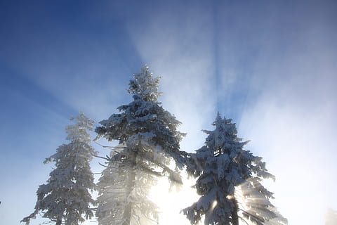 snedækkede træer, tåge, skygge, Keilberg, himmel, lav vinkel visning, træ, plante, skønhed i naturen, sne, kold temperatur, vinter, ro, ingen mennesker, rolig scene, natur, scenics - natur, dag, vækst, ikke-urbane scene, udendørs, nåletræ, miljø, fyrretræ, snedækket bjerg, 5K, CC0, offentligt domæne, royaltyfrie
