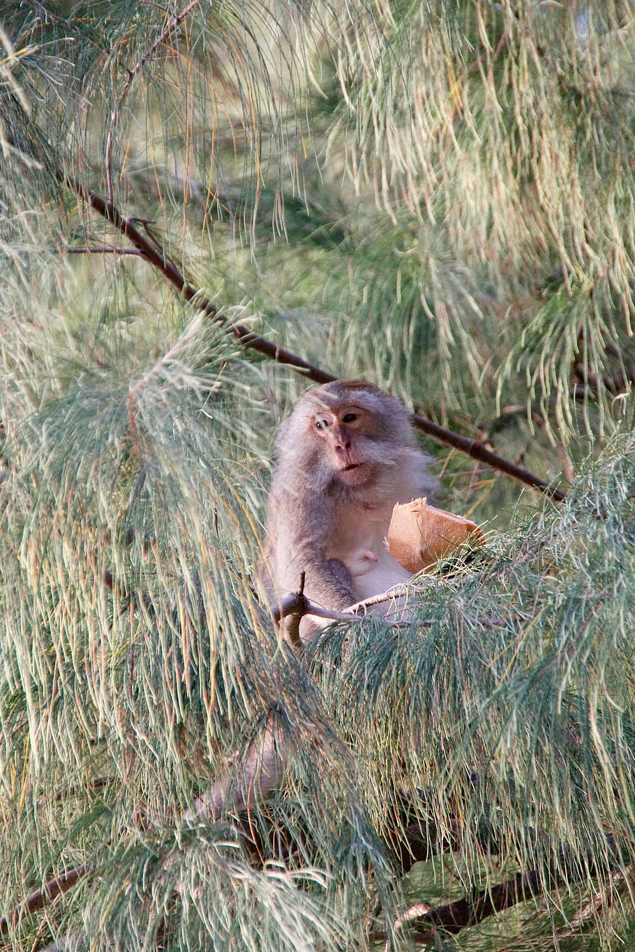 mico, Tailàndia, branca d'un arbre, makake, arbre, branca, asia, jungel, primat, animals a la natura, un animal, fauna animal, mamífer, temes d'animals, cap gent, planta, vertebrats, naturalesa, assegut, dia, animal jove, terra, a l'aire lliure, babuí, família d’animals, 5K