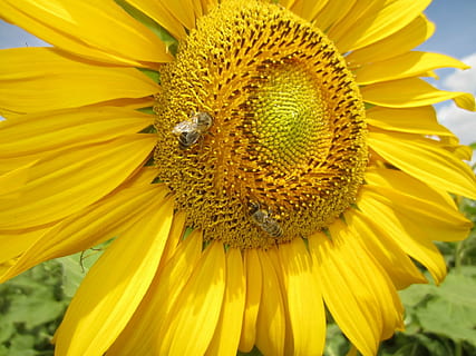 solblomst, Lukk, Bie, gul, blomstrende plante, petal, blomst, blomsterhodet, friskhet, skjønnhet i naturen, sårbarhet, inflorescence, skjørhet, vekst, pollen, solsikke, nærbilde, anlegg, dyr, dyreliv, dyre temaer, virvelløse, ett dyr, ingen folk, utendørs, pollinering, våren, 1080P, CC0, offentlig domene, opphavsrett gratis