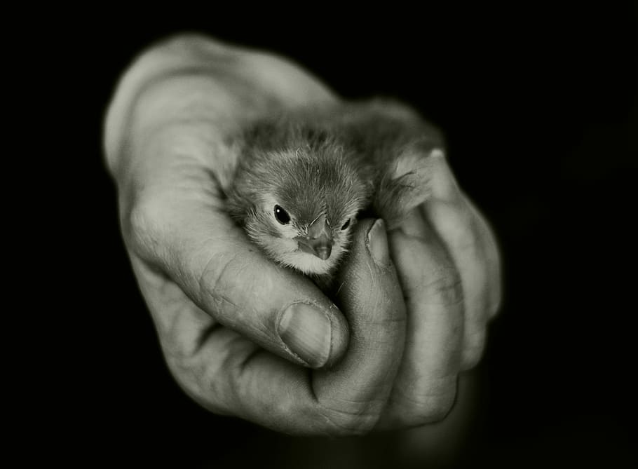 persona que té aus, mà, pollets, mantenir, seguretat, eclosionat, animal, animal jove, esponjós, plomatge, perdut, factura, un animal, mà humana, mascotes, nacional, mamífer, part del cos humà, celebració, fons negre, una persona, animals domèstics, bonic, tir de l'estudi, cura, petit, primer pla, mans en copa, suavitat, 4K