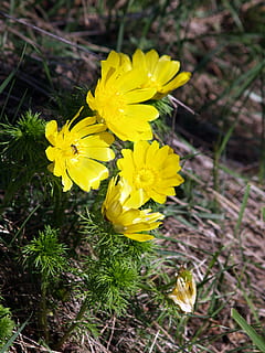 çiçek, Spring Adonis, Sarı, bahar, doğa, Bahar çiçeği, sarı çiçek, çiçekli bitki, tazelik, Güvenlik açığı, kırılganlık, bitki, büyüme, doğada güzellik, taçyaprağı, çiçek kafa, çiçeklenme, kapatmak, gün, alan, insansız, arazi, botanik, yüksek açılı görünüş, açık havada, polen, 2K, CC0, kamu malı, telif ücretsiz