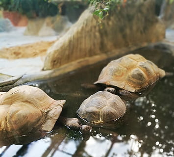 Trei, broaste testoase, apă, broasca testoasa, reflecţie, lumina soarelui, stâncă, grădină zoologică, testoasa, coajă, animale sălbatice, coajă de animale, animale în sălbăticie, târâtoare, animale tematice, animal, grup de animale, nici o persoana, a închide, lac, animale vertebrate, zi, natură, să se concentreze asupra primelor elemente, două animale, tortoise shell, marin, 2K, CC0, domeniu public, fără drepturi de autor