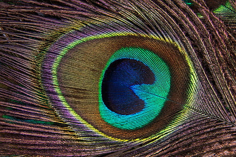 multicolored peacock feather, peacock feather, structure, fund, peacock, pavo cristatus, bird feather, eye, colorful, jewellery, symbol of wealth, macro, bright blue, greenish, dark blue, upper deck feather tail, visual ornament, background, multi colored, animal themes, close-up, bird, feather, animal, no people, full frame, natural pattern, pattern, fragility, vulnerability, softness, vertebrate, backgrounds, purple, blue, beauty in nature, outdoors, textured effect, innocence, 4K, CC0, public domain, royalty free