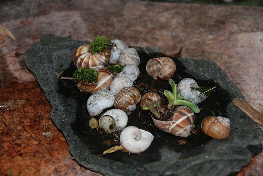 caramujos, naturdeko, Concha, Comida, comida e bebida, frescura, ninguém, vegetal, bem-estar, Alimentação saudável, visão de alto ângulo, frutos do mar, plantar, mesa, fechar-se, ainda vida, dia, animal, natureza, erva, dentro de casa, ingrediente, focar em primeiro plano, 4K