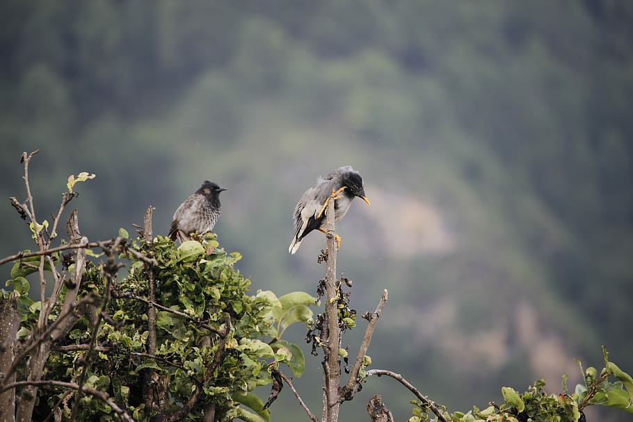 selettivo, fotografia a fuoco, Due, uccelli appollaiati, ramo, uccello, prurito, pizzicore, graffiare, natura, fauna selvatica, animale, temi animali, animali allo stato selvatico, vertebrato, albero, pianta, appollaiati, due animali, concentrarsi sulle conoscenze acquisite, gruppo di animali, crescita, nessuno, all'aperto, giorno, parte vegetale, 5K