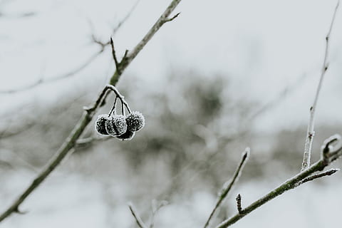 nevoso, alberi, primi piani, avvicinamento, le foglie, albero, pino, ramoscello, ramo, brina, inverno, freddo, la neve, natura, freddo - temperatura, stagione, all'aperto, congelato, ghiaccio, foresta, bianca, pianta, tempo metereologico, un animale, temperatura fredda, concentrarsi sulle conoscenze acquisite, temi animali, animali allo stato selvatico, nessuno, animale, giorno, fauna selvatica, bellezza nella natura, pianta morta, 4K, CC0, dominio pubblico, privo di copyright
