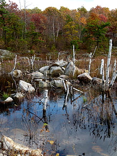 castoro, stagno, lavoro di castoro, acqua, pianta, albero, riflessione, lago, la tranquillità, giorno, nessuno, natura, bellezza nella natura, scena non urbana, foresta, scena tranquilla, lungomare, scenics - natura, crescita, terra, all'aperto, erba, palude, 4K, CC0, dominio pubblico, privo di copyright