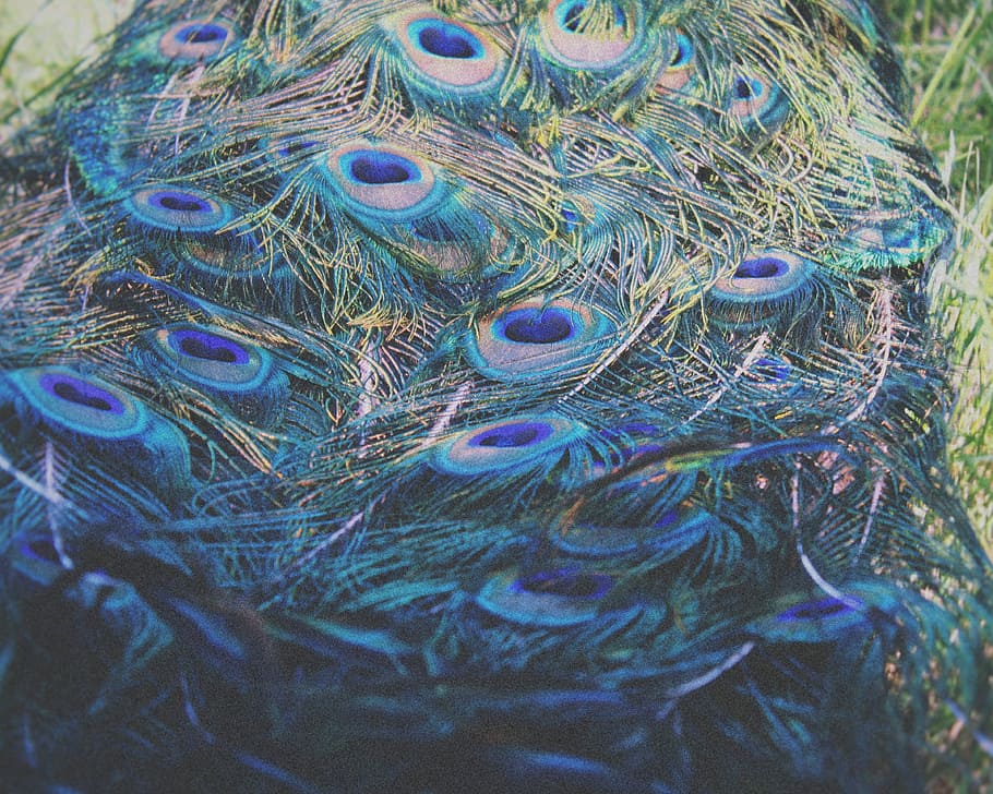 Makrofotografie, Pfauenschwanz, Feder, Poacock, Blau, Muster, Schönheit, Pfauenfeder, Nahansicht, Pfau, Vogel, Tierthemen, Tier, keine Leute, Tag, Wirbeltier, ein Tier, selektiver Fokus, Natur, natürliches Muster, Vollbild, Schönheit in der Natur, mehrfarbig, Tiere in freier Wildbahn, Tierwelt, draußen, Weichheit, Tierkopf, 4K