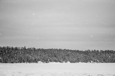 le mur froid, gråtonebillede, fyrretræer, sne, Skov, træ, snefnug, almindeligt, vinter, kold temperatur, plante, miljø, rolig scene, jord, ro, nåletræ, skønhed i naturen, sner, scenics - natur, natur, fyrretræ, landskab, ingen mennesker, himmel, fyrreskov, udendørs, snestorm, ekstremt vejr, eviggrønne træ, 5K, CC0, offentligt domæne, royaltyfrie