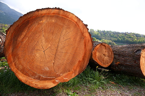 Trunks, Tree Trunk, Bark, Wood, trees, plant, nature, mountain, barrel, wood - material, lumber industry, log, deforestation, timber, tree, forest, land, field, day, environmental issues, brown, no people, firewood, stack, close-up, outdoors, tree ring, 5K, CC0, public domain, royalty free
