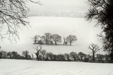 isolamento, alberi, la neve, ghiaccio, inverno, freddo, congelato, albero, pianta, temperatura fredda, la tranquillità, bellezza nella natura, scena tranquilla, ambiente, scenics - natura, natura, paesaggio, nessuno, campo, cielo, terra, scena non urbana, nebbia, albero nudo, nevicando, all'aperto, bufera di neve, 5K, CC0, dominio pubblico, privo di copyright