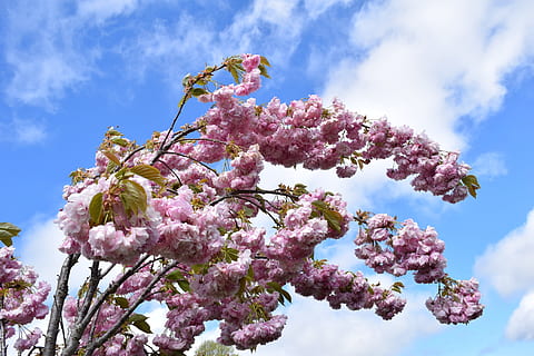 sakura, arbre, núvols, rosa, flor, sakura, arbre, cel, rosa, flor, vista d’angle baix, naturalesa, planta, planta amb flors, color rosa, creixement, fragilitat, frescor, bellesa a la natura, núvol - cel, vulnerabilitat, dia, primavera, branca, cap gent, flor de cirerer, a l'aire lliure, cirerer, cap de flor, Ram de flors, lila, 4K, CC0, domini públic, lliure de regalies