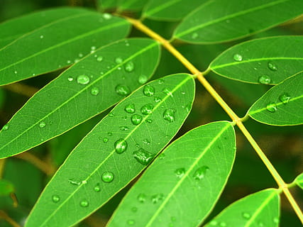 eau, gouttes, feuille, herbe, vert, rosée, herbe, vert, pluie, fermer, la vie, macro, plante, goutte de pluie, été, fraîcheur, isolé, humide, Prairie, condensation, gouttelette, liquide, brillant, cercle, Matin, goutte de rosée, petit, ornemental, flore, sphère, en bonne santé, climat, réflexion, croissance, Météo, en plein air, harmonie, la nature, environnement, bulle, pureté, couleur verte, partie de la plante, laissez tomber, personne, beauté dans la nature, journée, plein cadre, arrière-plans, trèfle, feuilles, Saison des pluies, 2K, CC0, domaine public, libre de droits