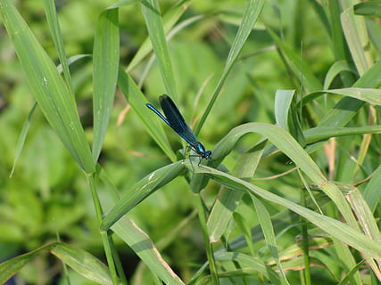 guldsmed, insekt, vinge, flyve, natur, dyr, dyreliv, væsen, mosquito hawk, grøn farve, plante, et dyr, dyre temaer, dyr i naturen, hvirvelløse, vækst, damselfly, græs, plante del, blad, tæt på, ingen mennesker, dag, fokus på forgrunden, skønhed i naturen, dyrefløj, græsblad, 2K, CC0, offentligt domæne, royaltyfrie