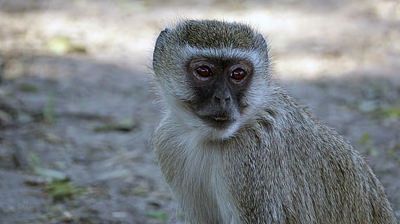 Botswana, gamle verden abe, abe, dyreliv, dyr, natur, pattedyr, primat, dyr i naturen, Afrika, et dyr, dyrehår, portræt, hvirveldyr, kigger på kameraet, mennesker, tæt på, dyr kropsdel, fokus på forgrunden, leder, hår, bavian, overvejelse, dyr øje, 5K, CC0, offentligt domæne, royaltyfrie