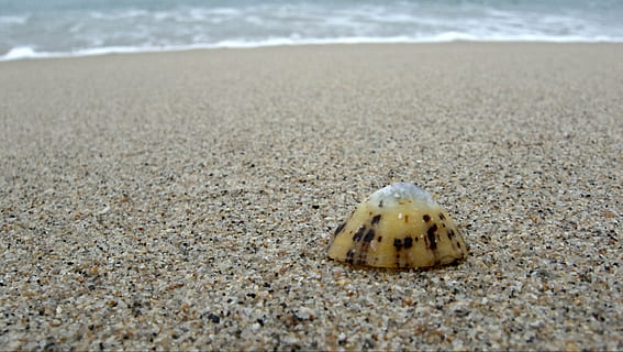 limpet, skal, alene, ensom, enkelt, en, strand, sand, havet, muslingeskal, bløddyr, havsnegle, kysten, kyst, isolation, forladt, patellidae, jord, hav, vand, dyr, natur, ingen mennesker, dyreliv, dag, dyre temaer, et dyr, tæt på, dyr i naturen, udendørs, krabbe, skønhed i naturen, dyreskal, krebsdyr, overflade niveau, marine, 4K, CC0, offentligt domæne, royaltyfrie