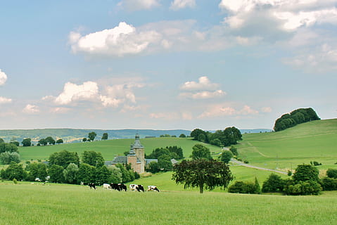 mandria, mucche, prateria, paesaggio, segnalati, castello, natura, verde, cielo, nuvole, idillio, riposo, rilassamento, pascolare, collinoso, erba, estate, cloudformation, Belgio, tempo libero, vacanza, escursione in collina, visione, largo, prospettiva, vista, escursioni a piedi, pianta, campo, bestiame, ambiente, terra, albero, mammifero, colore verde, animali domestici, temi animali, animale, nuvola - cielo, gruppo di animali, scenics - natura, agricoltura, nessuno, all'aperto, erbivoro, 2K, CC0, dominio pubblico, privo di copyright