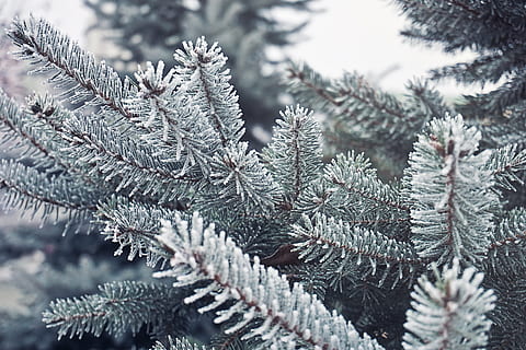 grönt träd, nål, träd, tall, gren, jul, natur, vinter-, vinterträd, naturlig, säsong-, trä, skog, trädgård, kall temperatur, snö, växt, frysta, närbild, inget folk, barrträd, fokusera på förgrunden, skönhet i naturen, dag, Semester, selektiv fokusering, tillväxt, is, nål - växtdel, gran, utomhus, vintergröna träd, 5K, CC0, offentligt domän, royaltyfria
