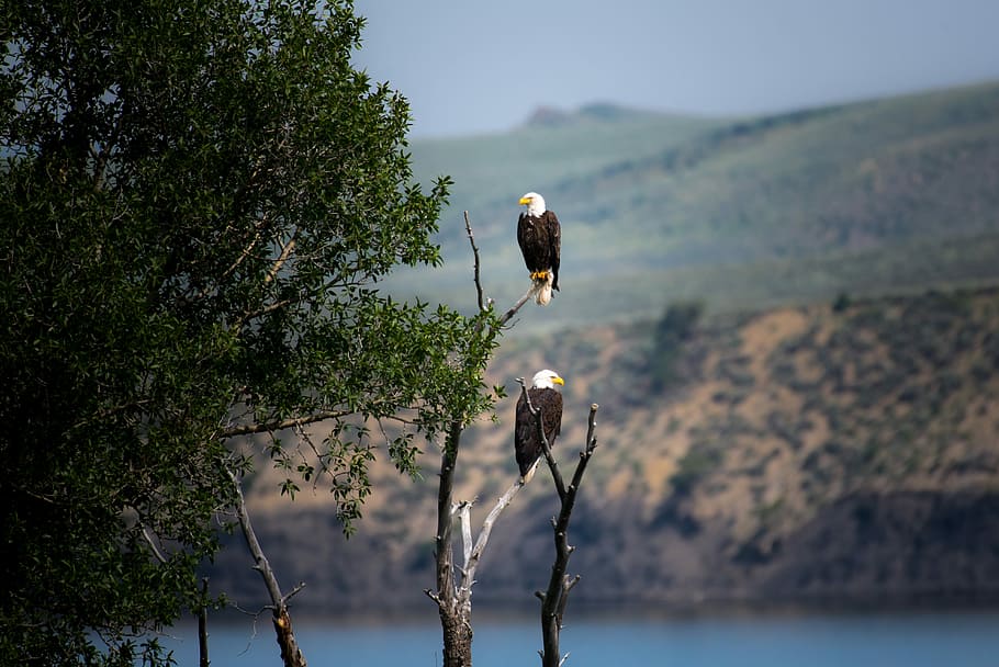 to, skaldet, ørne, perched, grå, bar, træ gren, dagtimerne, stående, ørn, fugl, træ, sidder, treeperch, næb, par, dyr, natur, grøn, leder, symbol, USA, plante, skønhed i naturen, vækst, vand, ro, fokus på forgrunden, dag, ingen mennesker, himmel, bjerg, udendørs, dyr i naturen, rolig scene, sø, scenics - natur, dyreliv, tæt på, 5K