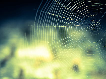 spider web, shallow, photography, cobweb, network, networking, nature, close, lichtspiel, spider, fragility, close-up, animal themes, arachnid, invertebrate, animal, no people, arthropod, one animal, vulnerability, focus on foreground, natural pattern, selective focus, beauty in nature, animals in the wild, animal wildlife, day, outdoors, complexity, web, animal leg, concentric, 4K