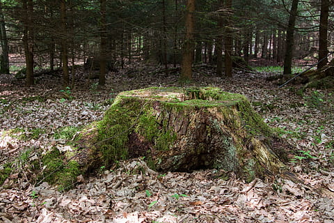 verde, tronco de árvore, grama, dia, árvore verde, toco de árvore, musgo, floresta, natureza, ninguém, scenics, ao ar livre, terra, plantar, árvore, crescimento, tronco, tranquilidade, cena tranquila, beleza na natureza, cena não urbana, scenics - natureza, cor verde, meio Ambiente, latido, 4K, CC0, domínio público, royalty free