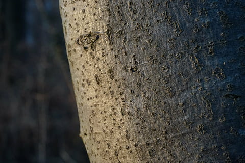 copac, latra, Buturuga, fag, fagus sylvatica, trib, natură, pădure, trunchi de copac, fundaluri, în aer liber, a închide, texturată, solid, nici o persoana, zi, trompă, stâncă, obiect de rocă, stare brută, să se concentreze asupra primelor elemente, model, cadru complet, material de piatră, plantă, plante scoarță, texturat efect, 5K, CC0, domeniu public, fără drepturi de autor