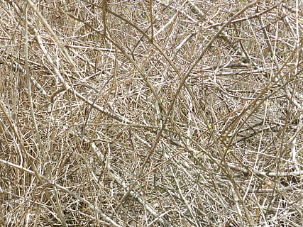trocken, Zweige, Textur, Pflanze, Hintergründe, Vollbild, keine Leute, kalte Temperatur, Tag, Winter, Natur, Ruhe, Baum, Schnee, Schönheit in der Natur, Nahansicht, kahler Baum, draußen, Ast, gefroren, Land, tote Pflanze, 4K, CC0, gemeinfrei, lizenzfrei