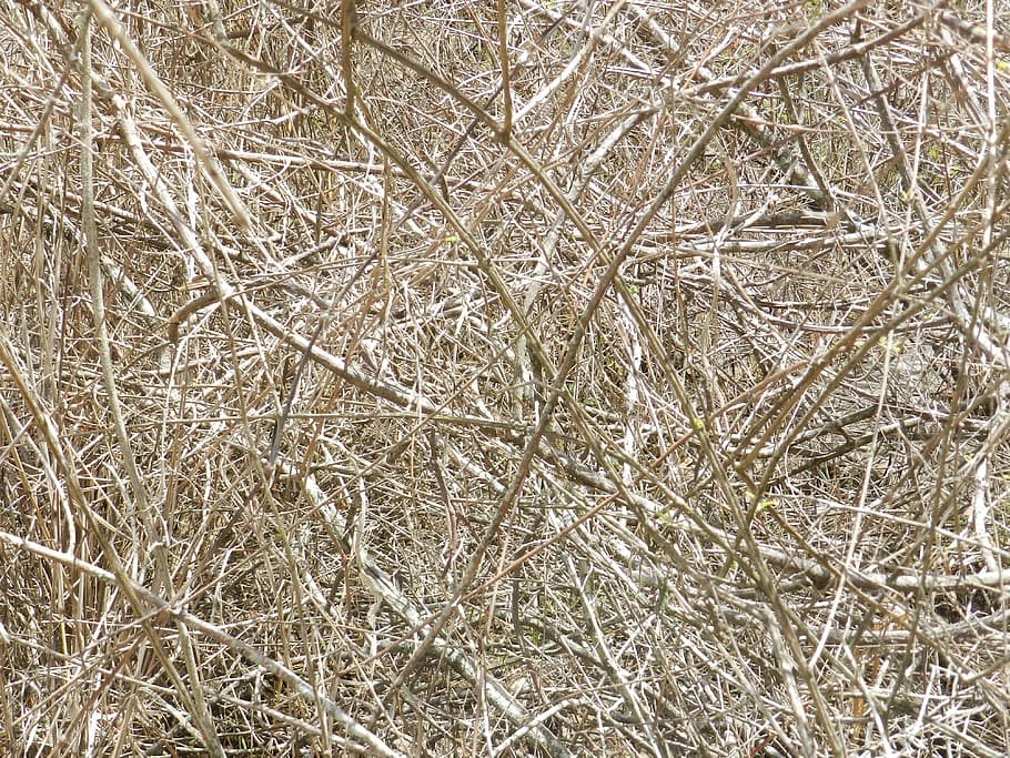 trocken, Zweige, Textur, Pflanze, Hintergründe, Vollbild, keine Leute, kalte Temperatur, Tag, Winter, Natur, Ruhe, Baum, Schnee, Schönheit in der Natur, Nahansicht, kahler Baum, draußen, Ast, gefroren, Land, tote Pflanze, 4K