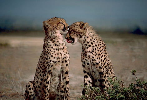 dos, guepards, desert, junts, gats grans, Àfrica, salvatge, naturalesa, carnívor, animal, depredador, sabana, guepard, animals de safari, vida salvatge, animals a la natura, gat no domesticat, guepard africà, Àfrica de l'Est, àrea salvatge, Kenya, reserva nacional de masai mara, Tanzània, estepa, reserva de vida salvatge, safari, mamífer, parc nacional del serengeti, plana, felí, reserva natural, Espècies en perill d'extinció, majestuós, bellesa a la natura, masai mara, a l'aire lliure, caça d’animals, fauna animal, tacat, centrar-se en primer pla, temes d'animals, gat, gat gran, grup d’animals, dos animals, cap gent, animal jove, supervivència, cacera, família d’animals, 1080P, CC0, domini públic, lliure de regalies