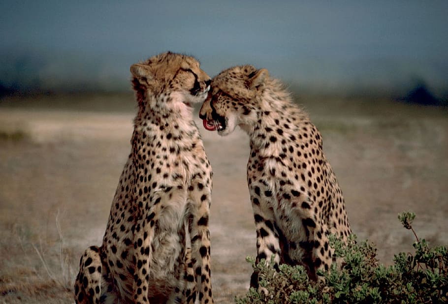 dos, guepards, desert, junts, gats grans, Àfrica, salvatge, naturalesa, carnívor, animal, depredador, sabana, guepard, animals de safari, vida salvatge, animals a la natura, gat no domesticat, guepard africà, Àfrica de l'Est, àrea salvatge, Kenya, reserva nacional de masai mara, Tanzània, estepa, reserva de vida salvatge, safari, mamífer, parc nacional del serengeti, plana, felí, reserva natural, Espècies en perill d'extinció, majestuós, bellesa a la natura, masai mara, a l'aire lliure, caça d’animals, fauna animal, tacat, centrar-se en primer pla, temes d'animals, gat, gat gran, grup d’animals, dos animals, cap gent, animal jove, supervivència, cacera, família d’animals, 1080P