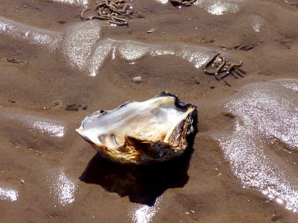 conchiglia, mollusco, ostrica, animali marini, natura, mare, creatura acquatica, marittimo, meeresbewohner, mondo animale, spiaggia, vacanza, watt, escursionismo fangoso, estate, sabbia, relitti, mare del Nord, terra, vista dall'alto, nessuno, animale, acqua, fauna selvatica, temi animali, giorno, animali allo stato selvatico, un animale, vertebrato, luce del sole, pesce, all'aperto, marino, bocca aperta, 2K, CC0, dominio pubblico, privo di copyright