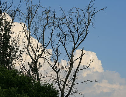 arbre, nua, mort, Stark, cel blau, cel, blau, núvols, blanc, arbre nu, dia, incendi forestal, cap gent, a l'aire lliure, planta, branca, vista d’angle baix, naturalesa, bellesa a la natura, tranquil·litat, núvol - cel, escenics - natura, escena tranquil·la, silueta, creixement, planta morta, escena no urbana, 2K, CC0, domini públic, lliure de regalies