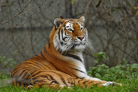 ogród zoologiczny, hellabrunn, Monachium, tematy zwierzęce, zwierzę, jedno zwierzę, zwierzęca przyroda, ssak, zwierzęta na wolności, koci, Tygrys, duży kot, kot, kręgowiec, drzewo, roślina, w paski, mięsożerna, wylądować, Natura, żadnych ludzi, zagrożone gatunki, na dworze, wąsy, nieudomowiony kot, 2K, CC0, domena publiczna, darmowe zdjęcia